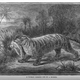 Illustration for article titled This gruesome 1889 biology book outlined the many ways animals will kill us